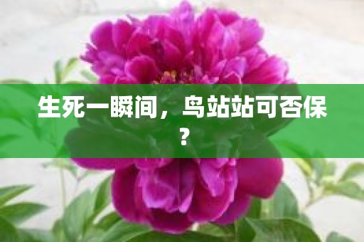 生死一瞬间，鸟站站可否保？