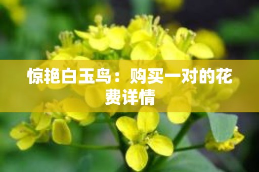 惊艳白玉鸟：购买一对的花费详情