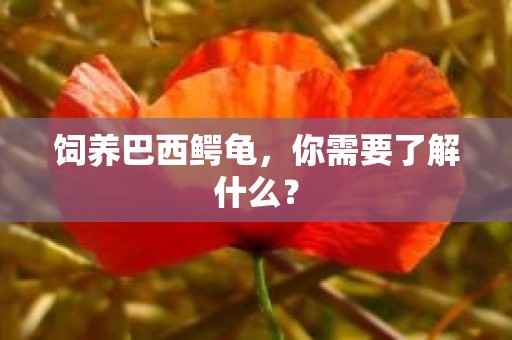 饲养巴西鳄龟，你需要了解什么？