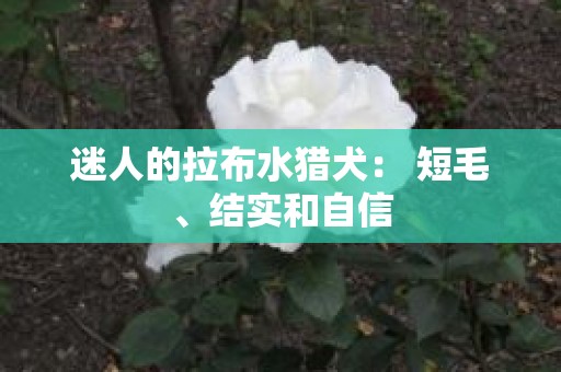 迷人的拉布水猎犬： 短毛、结实和自信