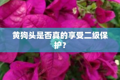 黄狗头是否真的享受二级保护？