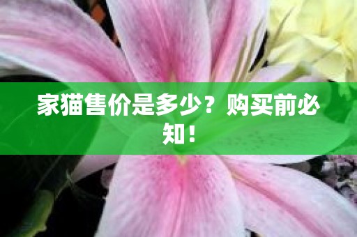 家猫售价是多少？购买前必知！