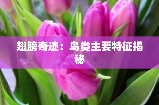 翅膀奇迹：鸟类主要特征揭秘