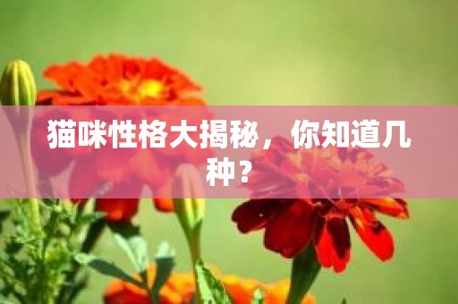 猫咪性格大揭秘，你知道几种？