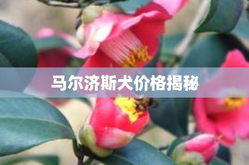 马尔济斯犬价格揭秘