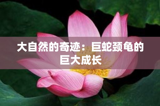 大自然的奇迹：巨蛇颈龟的巨大成长