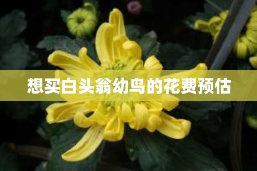 想买白头翁幼鸟的花费预估