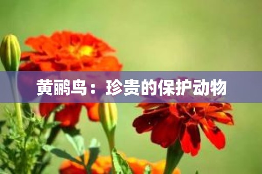黄鹂鸟：珍贵的保护动物