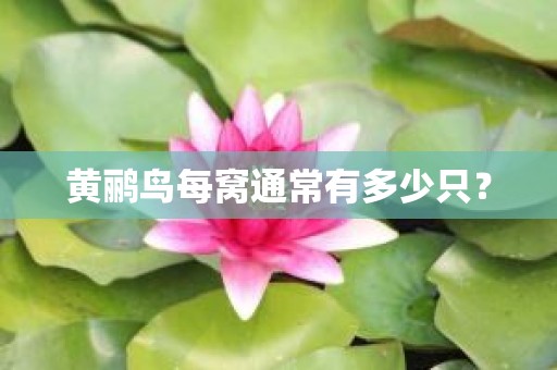 黄鹂鸟每窝通常有多少只？