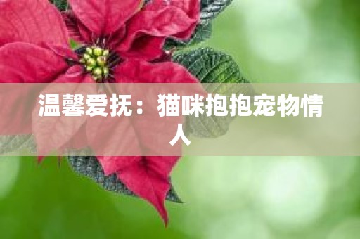 温馨爱抚：猫咪抱抱宠物情人