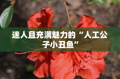 迷人且充满魅力的“人工公子小丑鱼”