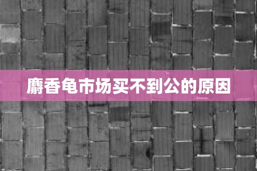 麝香龟市场买不到公的原因