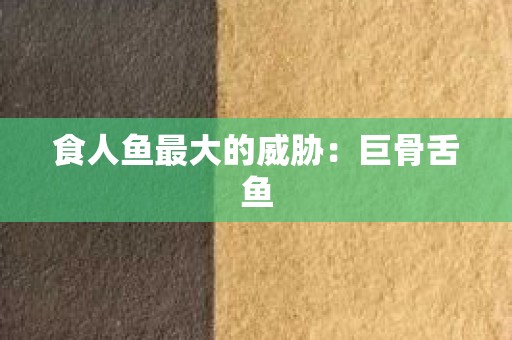 食人鱼最大的威胁：巨骨舌鱼