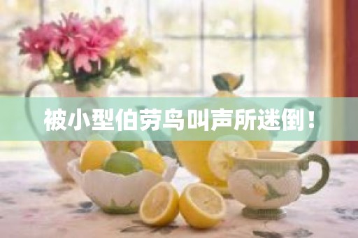 被小型伯劳鸟叫声所迷倒！