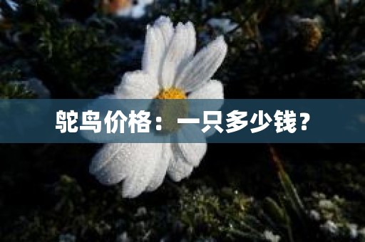 鸵鸟价格：一只多少钱？