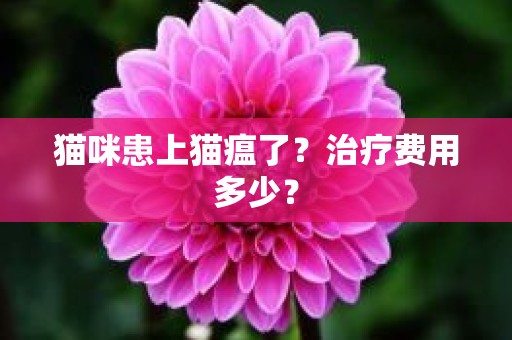 猫咪患上猫瘟了？治疗费用多少？
