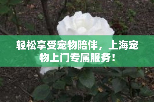 轻松享受宠物陪伴，上海宠物上门专属服务！