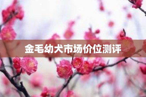 金毛幼犬市场价位测评