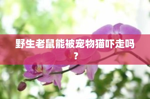 野生老鼠能被宠物猫吓走吗？