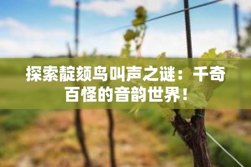 探索靛颏鸟叫声之谜：千奇百怪的音韵世界！