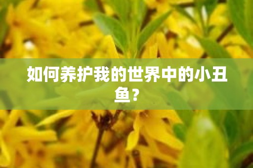 如何养护我的世界中的小丑鱼？