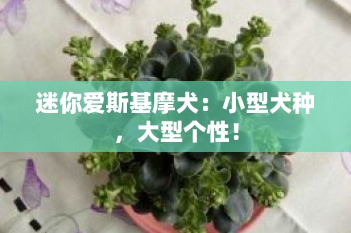 迷你爱斯基摩犬：小型犬种，大型个性！