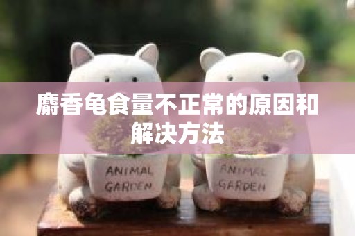 麝香龟食量不正常的原因和解决方法