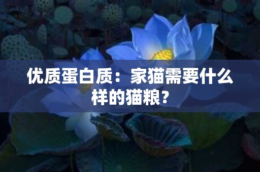 优质蛋白质：家猫需要什么样的猫粮？