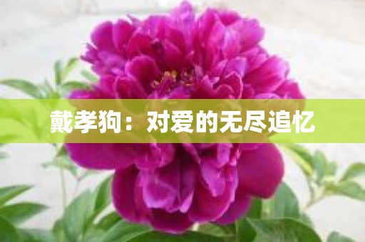 戴孝狗：对爱的无尽追忆