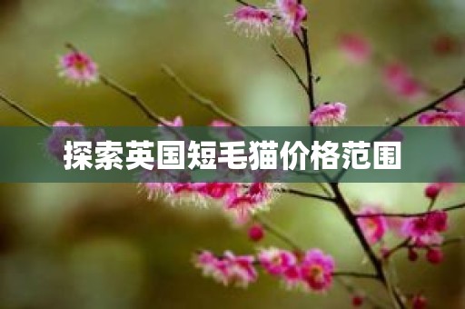探索英国短毛猫价格范围