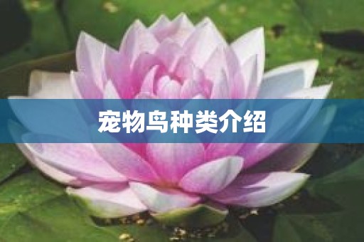 宠物鸟种类介绍