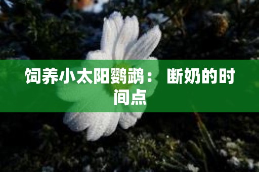 饲养小太阳鹦鹉： 断奶的时间点