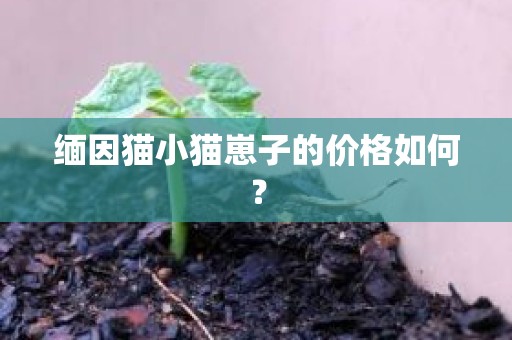 缅因猫小猫崽子的价格如何？