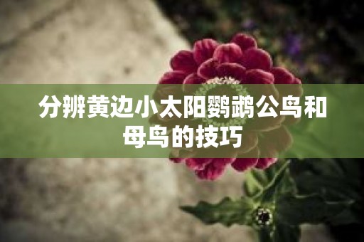 分辨黄边小太阳鹦鹉公鸟和母鸟的技巧