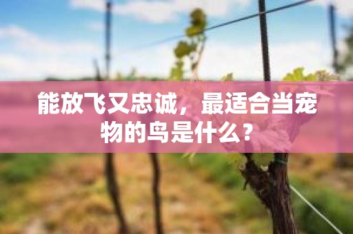 能放飞又忠诚，最适合当宠物的鸟是什么？