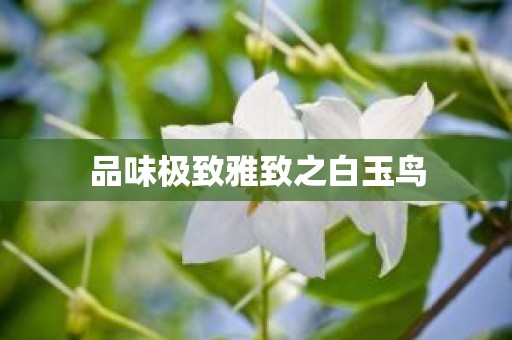 品味极致雅致之白玉鸟