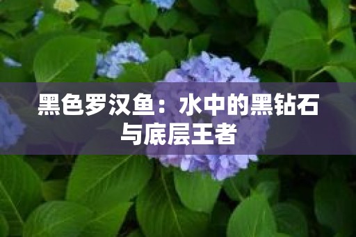 黑色罗汉鱼：水中的黑钻石与底层王者