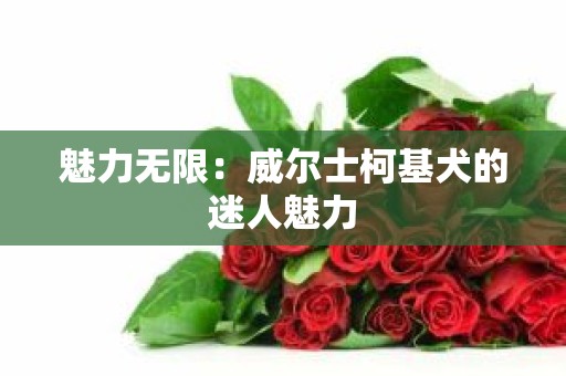 魅力无限：威尔士柯基犬的迷人魅力