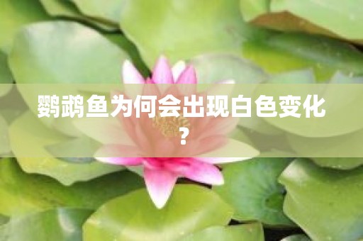 鹦鹉鱼为何会出现白色变化？