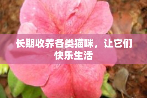 长期收养各类猫咪，让它们快乐生活