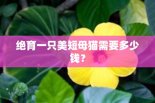 绝育一只美短母猫需要多少钱？