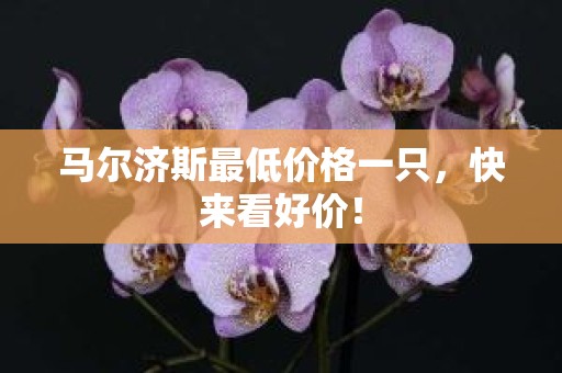 马尔济斯最低价格一只，快来看好价！