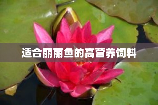 适合丽丽鱼的高营养饲料