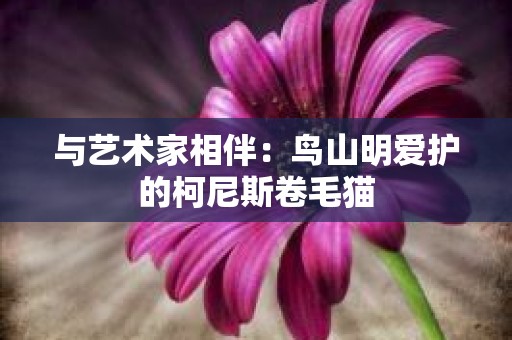 与艺术家相伴：鸟山明爱护的柯尼斯卷毛猫