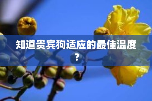 知道贵宾狗适应的最佳温度？
