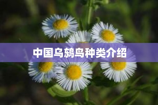 中国乌鸫鸟种类介绍