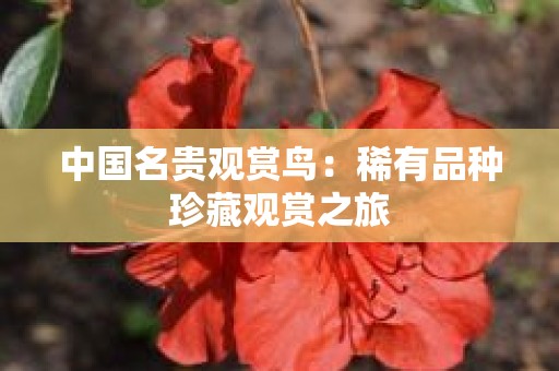中国名贵观赏鸟：稀有品种珍藏观赏之旅