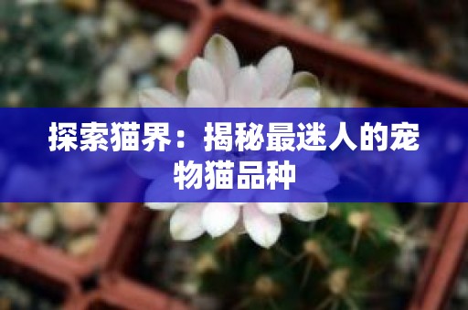 探索猫界：揭秘最迷人的宠物猫品种