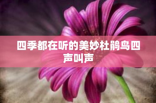 四季都在听的美妙杜鹃鸟四声叫声