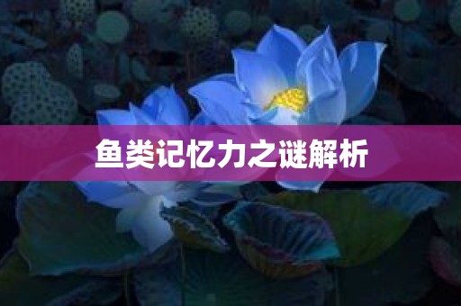 鱼类记忆力之谜解析